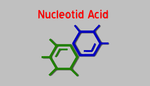 پاورپوینت متابولیسم اسیدهای نوکلئیک